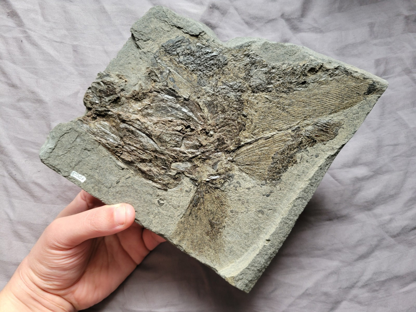 Very Rare Huge Partial Pygopterus Predatory Fish Fossil From The Permian Age 