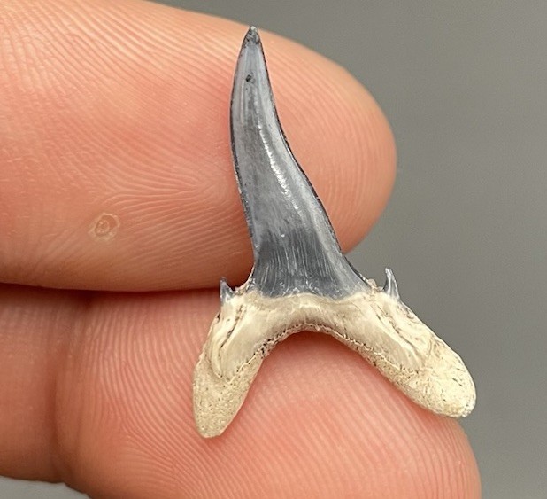 RARE DEFORMED SANDTIGER SHARK TOOTH BONE VALLEY FL PATHOLOGICAL