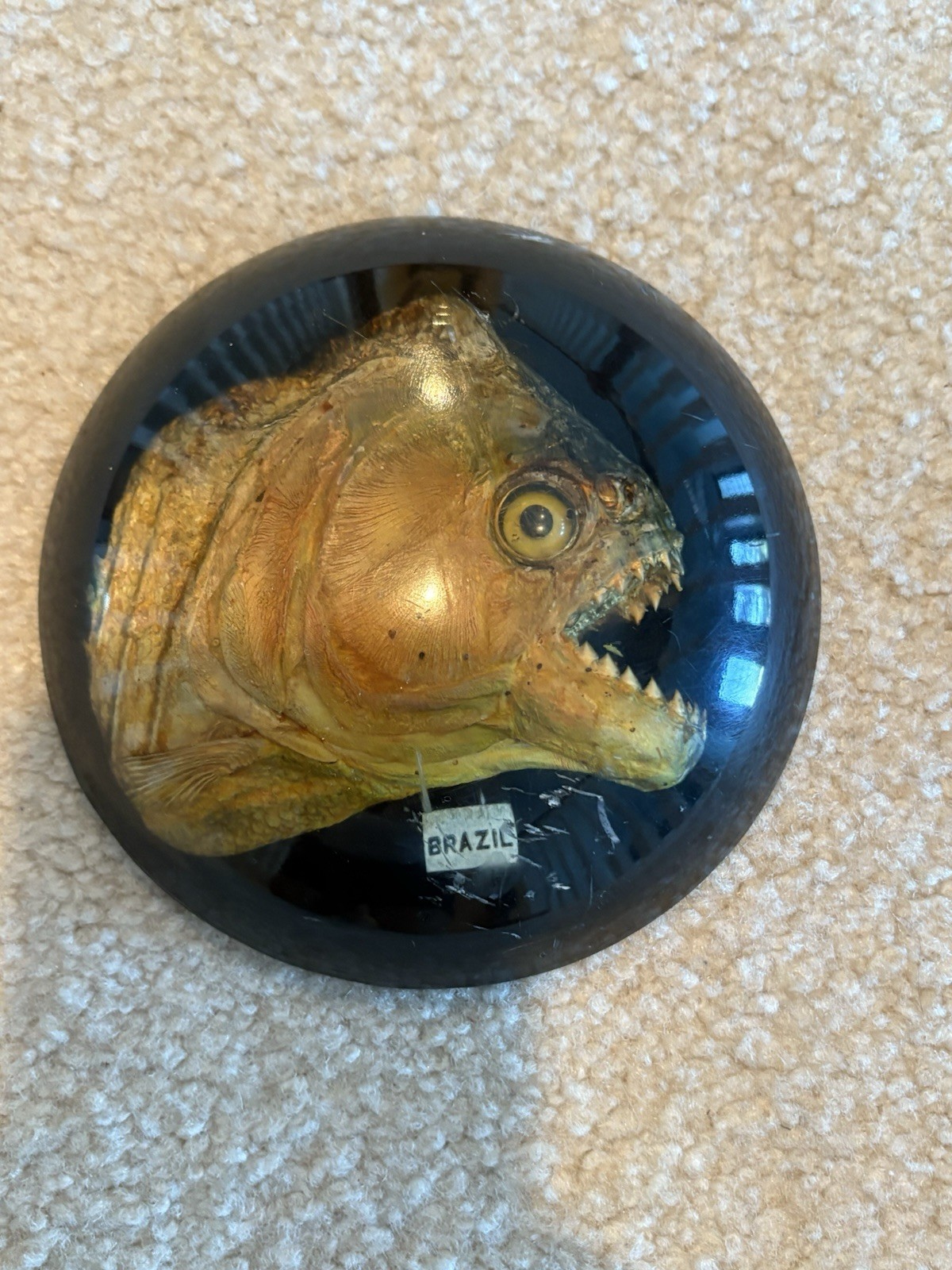 Vintage Brazilian Piranha Fish Display-Genuine Preserved Specimen-Brazil-c.1990
