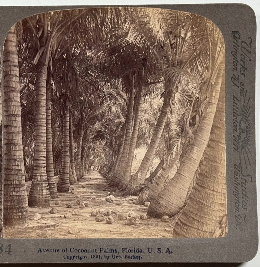 Avenue of Cocoanut Palms in Florida, U.S.A - Historic Vintage Stereoview Card