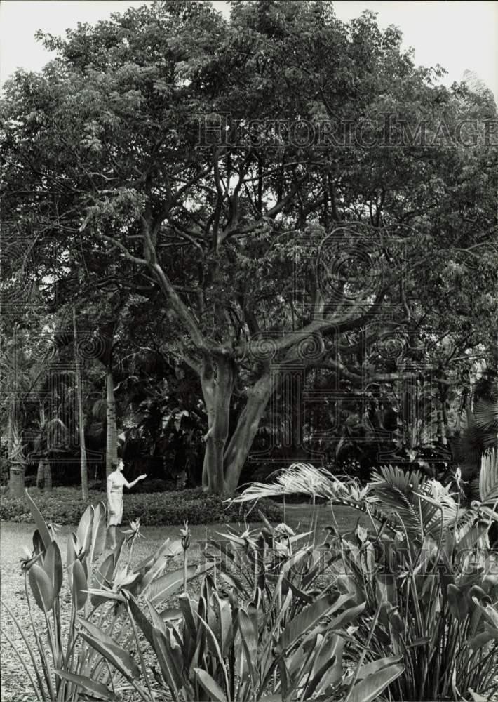 1977 Press Photo Guide Roberta Lurie showing the Gumbo Limbo tree - lra47707