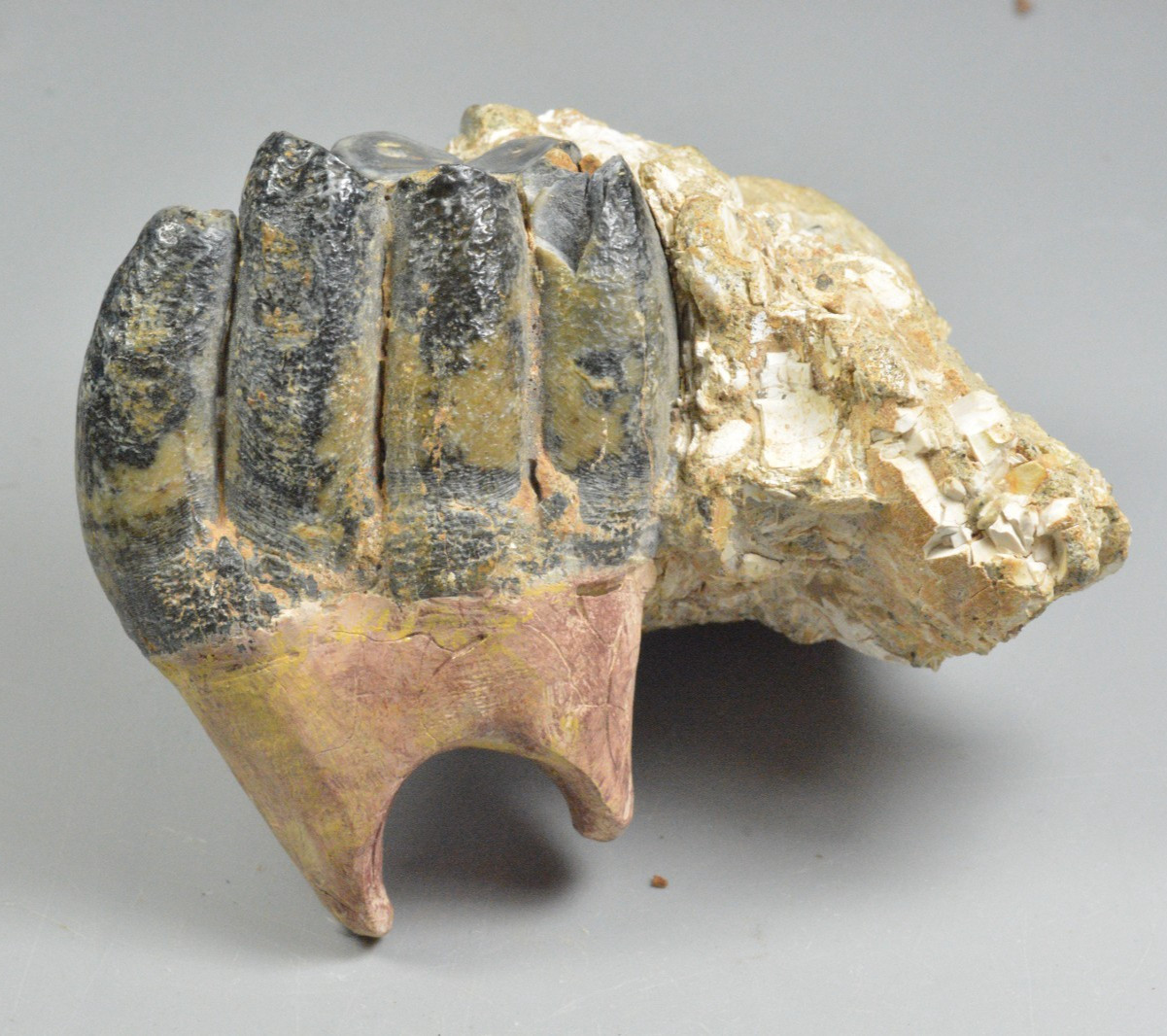 Museum Quality Desmostylus Tooth, Molar Fossil, California