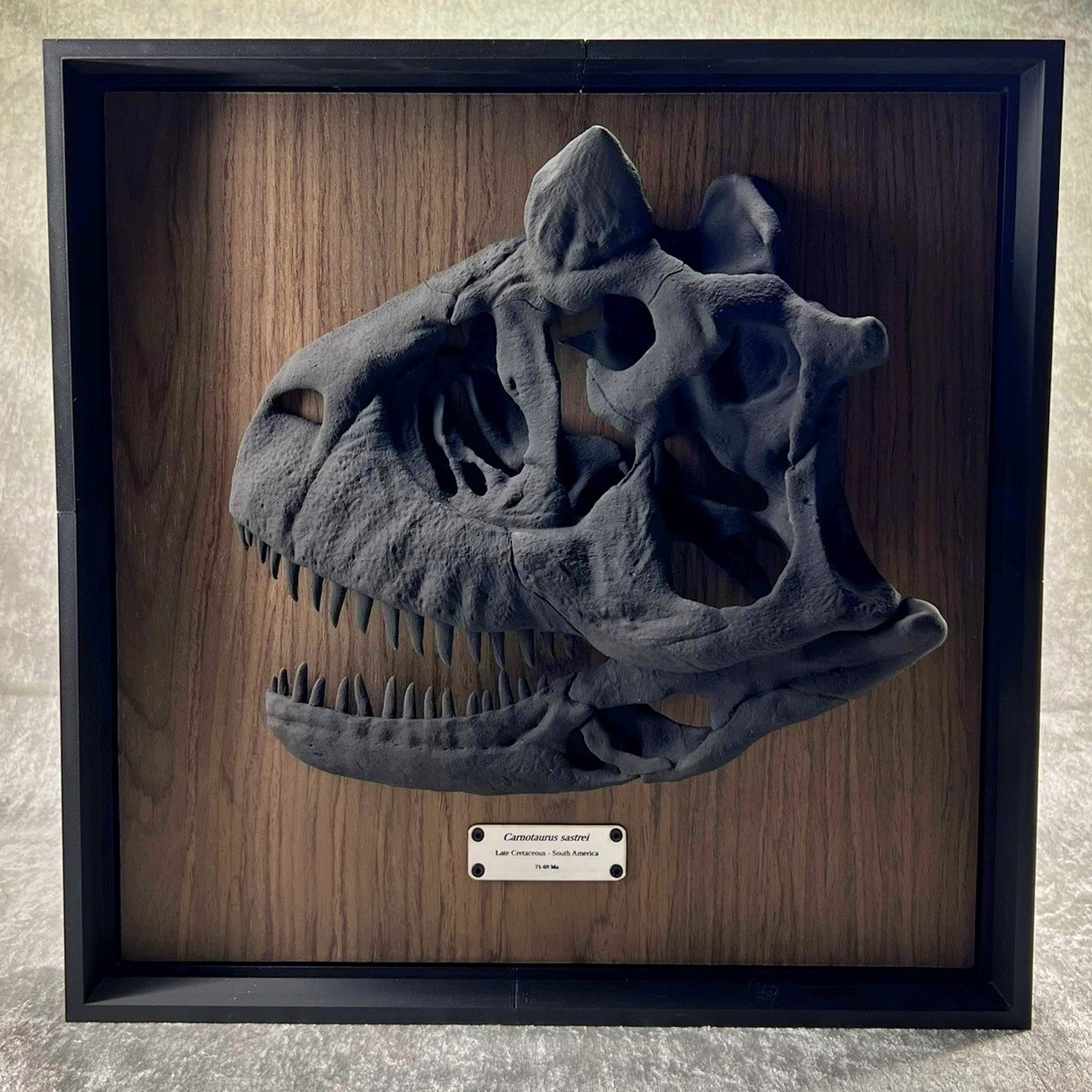 Carnotaurus Skull Replica Museum Wall Display Dinosaur Fossil Art 41cm 16in