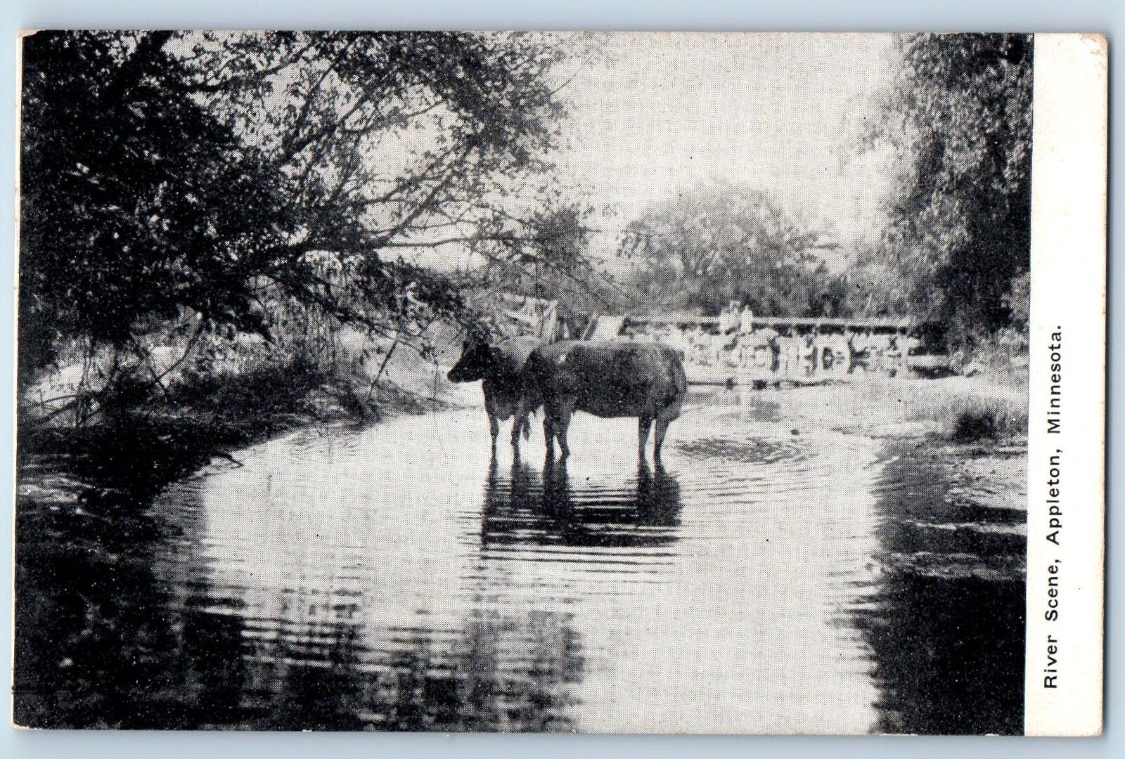 Minneapolis Minnesota MN Postcard River Scene Appleton Cows Scene c1910s Antique