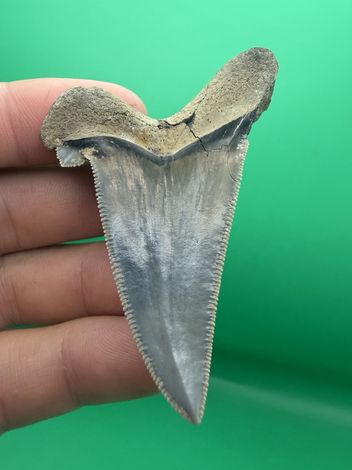 RARE Deformed Auriculatus Shark Tooth North Carolina 2.66” Glued (Repaired)