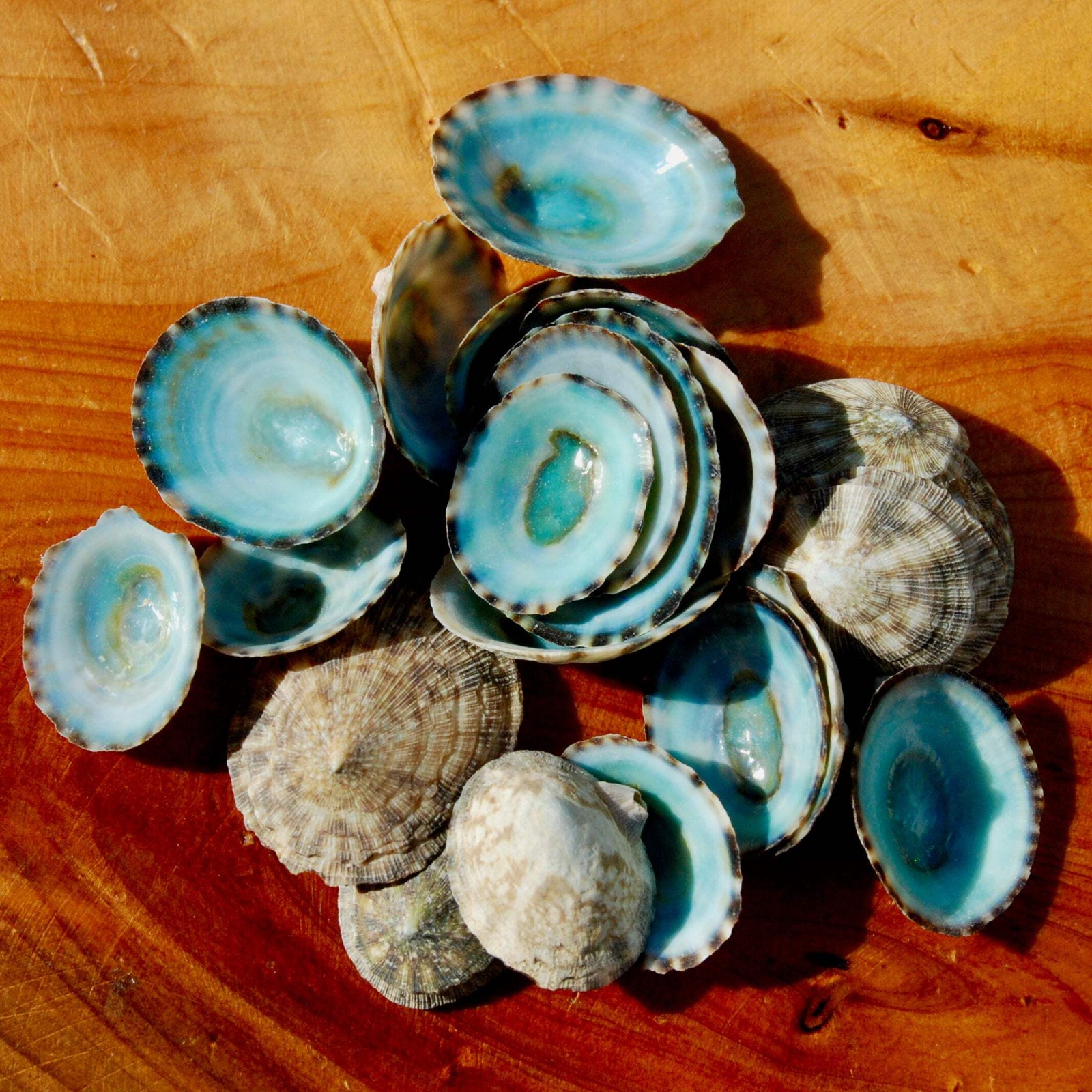 10pcs Green Limpet Shells Natural Seashell Craft Supplies