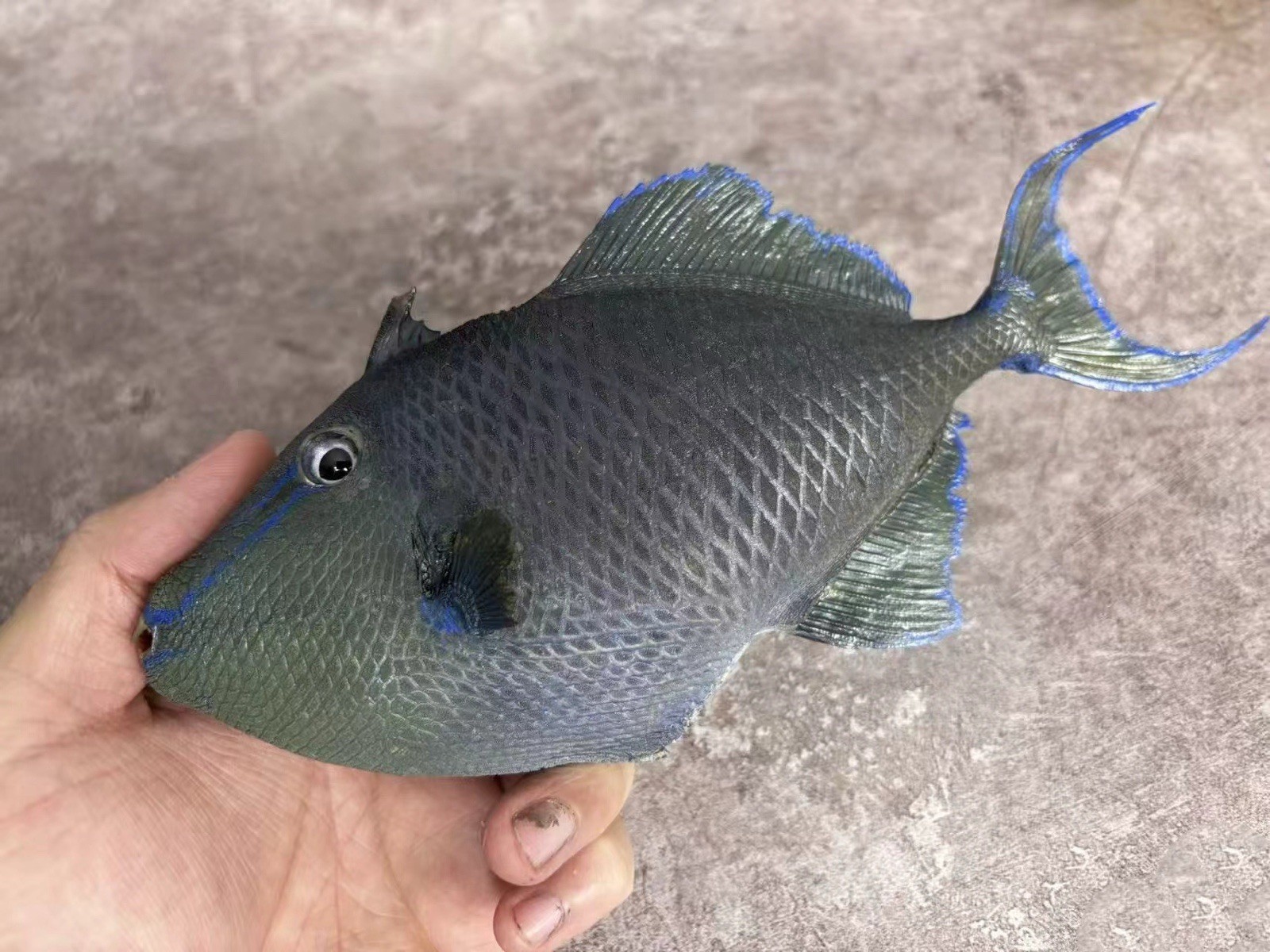 Redtoothed triggerfish Odonus niger Taxidermy Real Fish Skin Mount