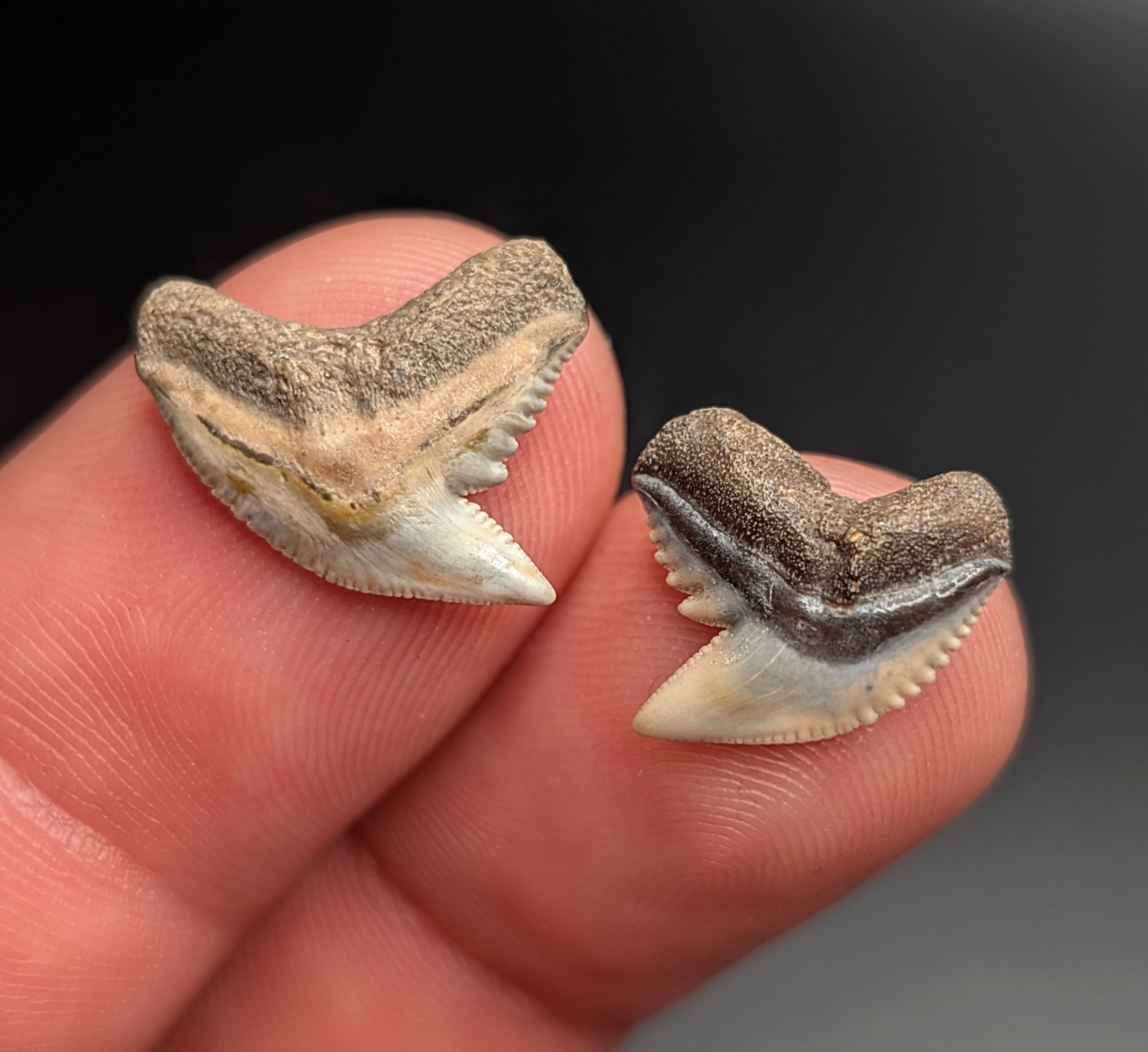 Top Quality Pair Of Tiger Shark Teeth From Gainesville Florida
