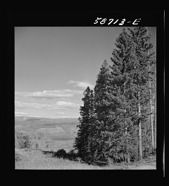 Photo:Aspen Colorado 1941 National Forest Trees Landscape Pines Mountains