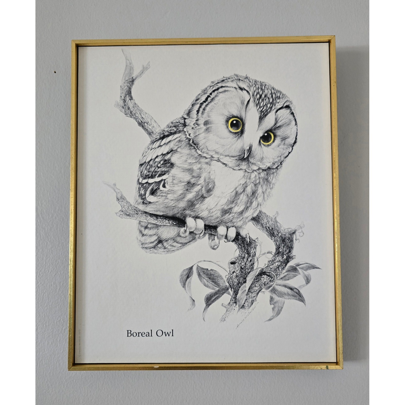 Vintage Framed Boreal Owl Print Gold Frame