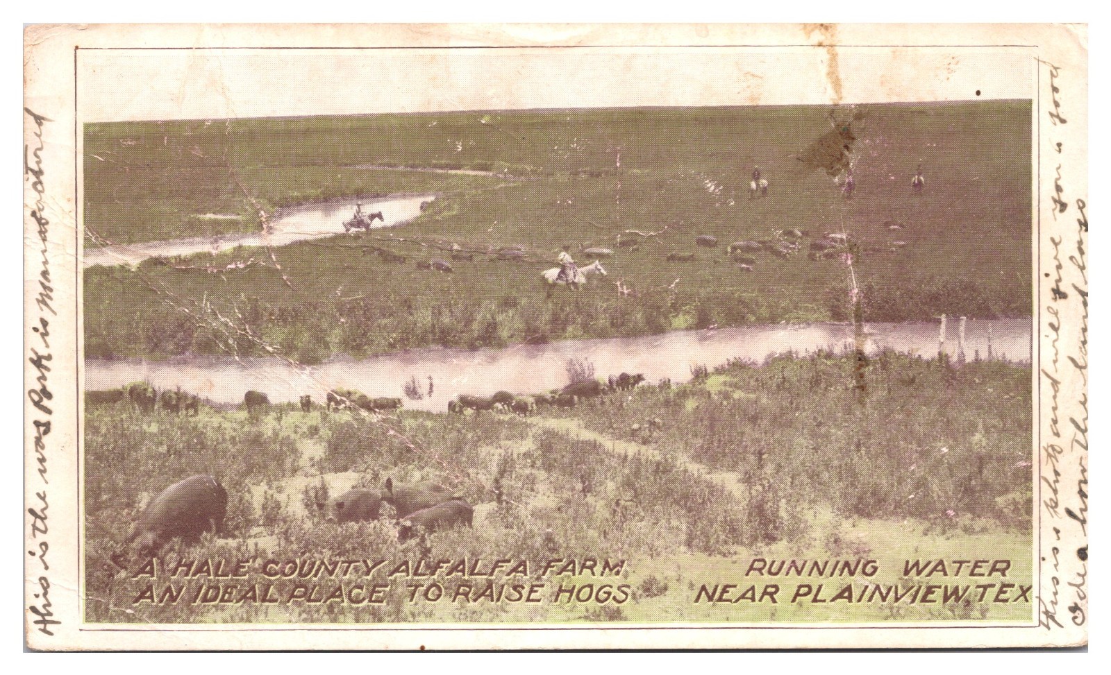 1908 A Hale County Alfalfa Farm, Hog Raising, RPO, Plainview, TX Postcard