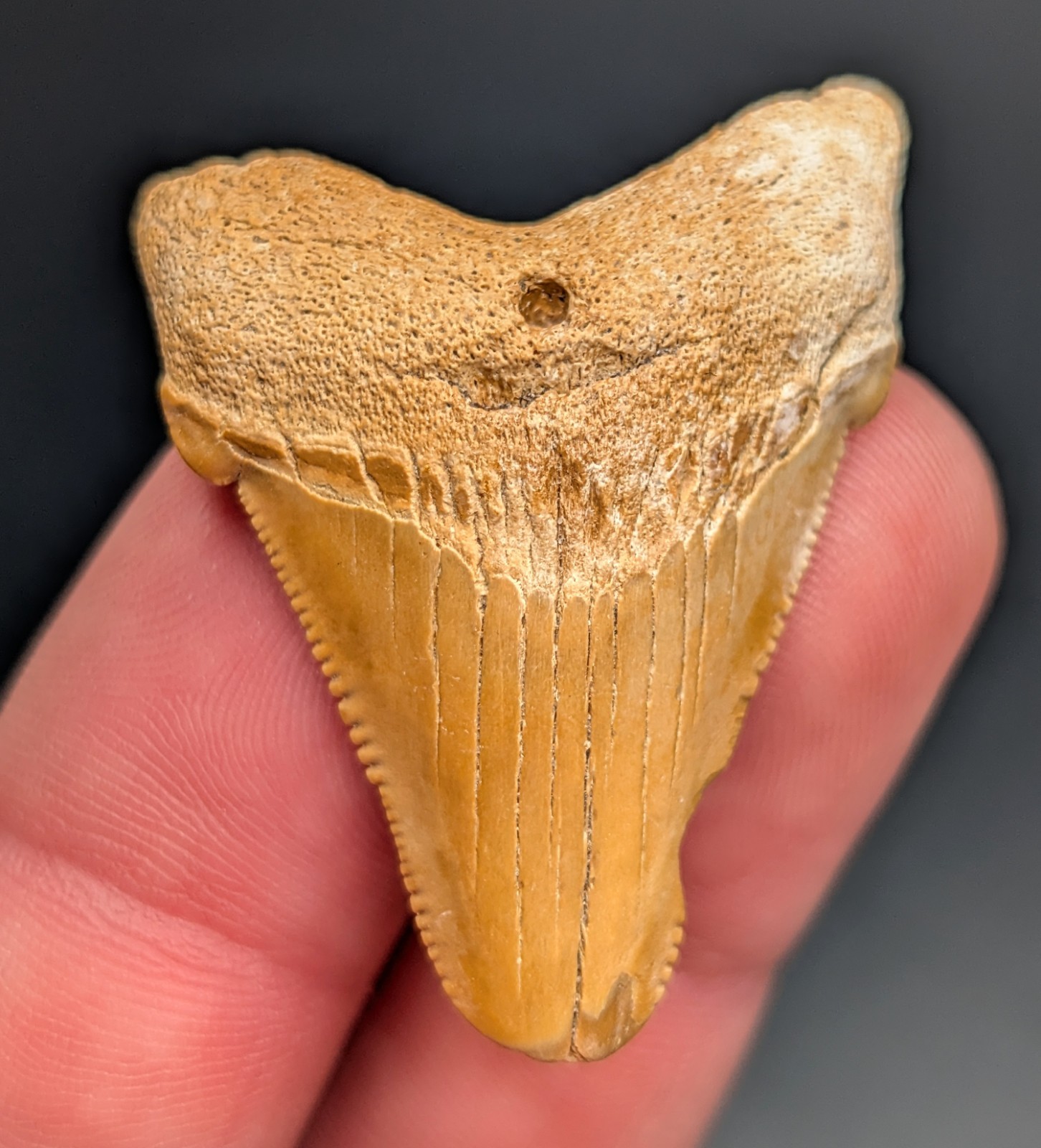 Gorgeous Orange Angustiden Shark Tooth From South Carolina