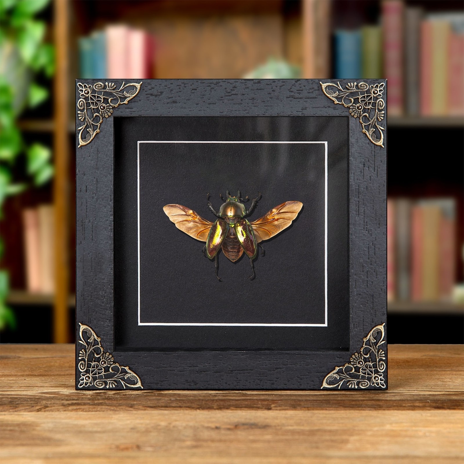 Female Rainbow Stag Beetle In Baroque Style Frame (Phalacrognathus muelleri)