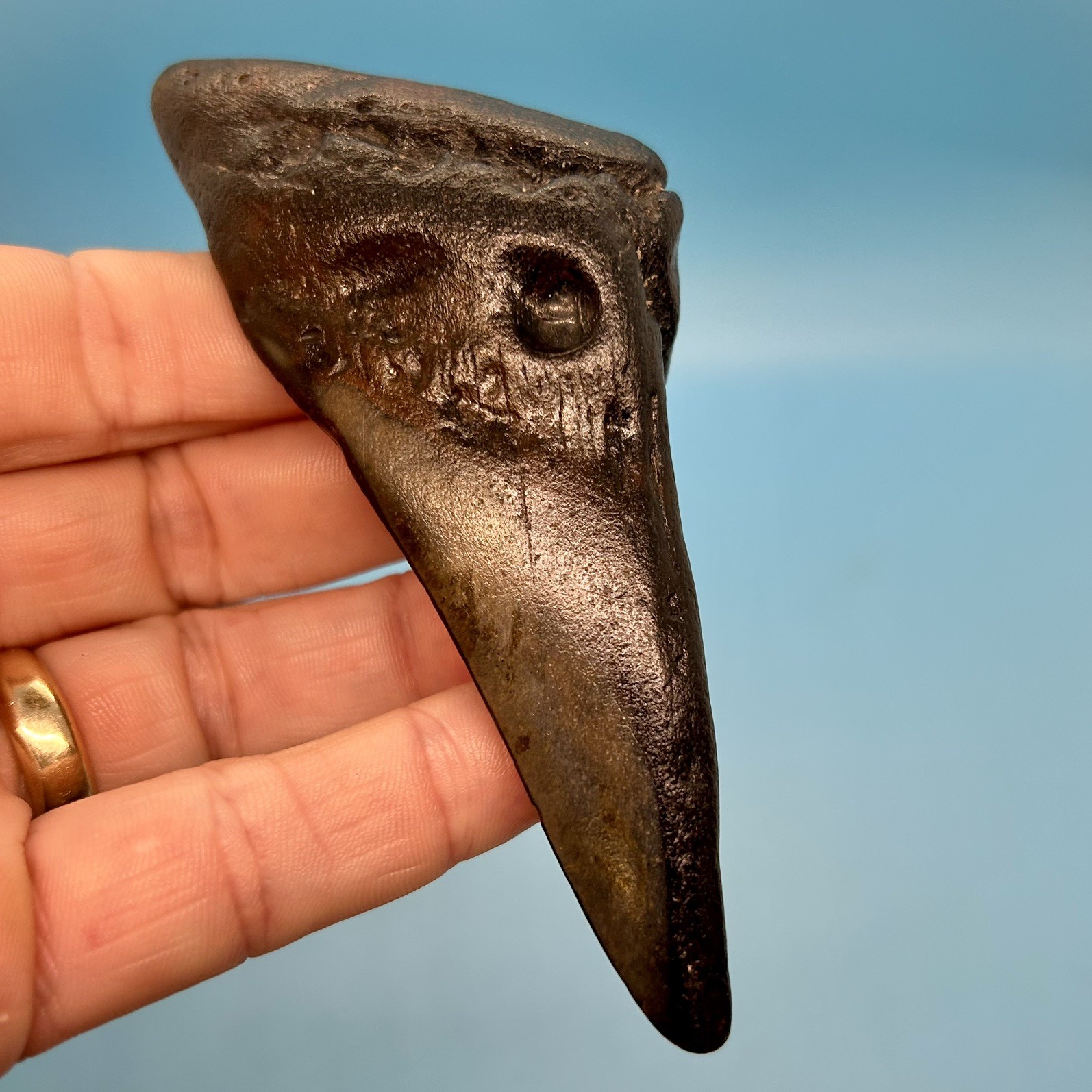 4.76” Megalodon Shark Tooth - Bargain Deal - No Restoration or Repair