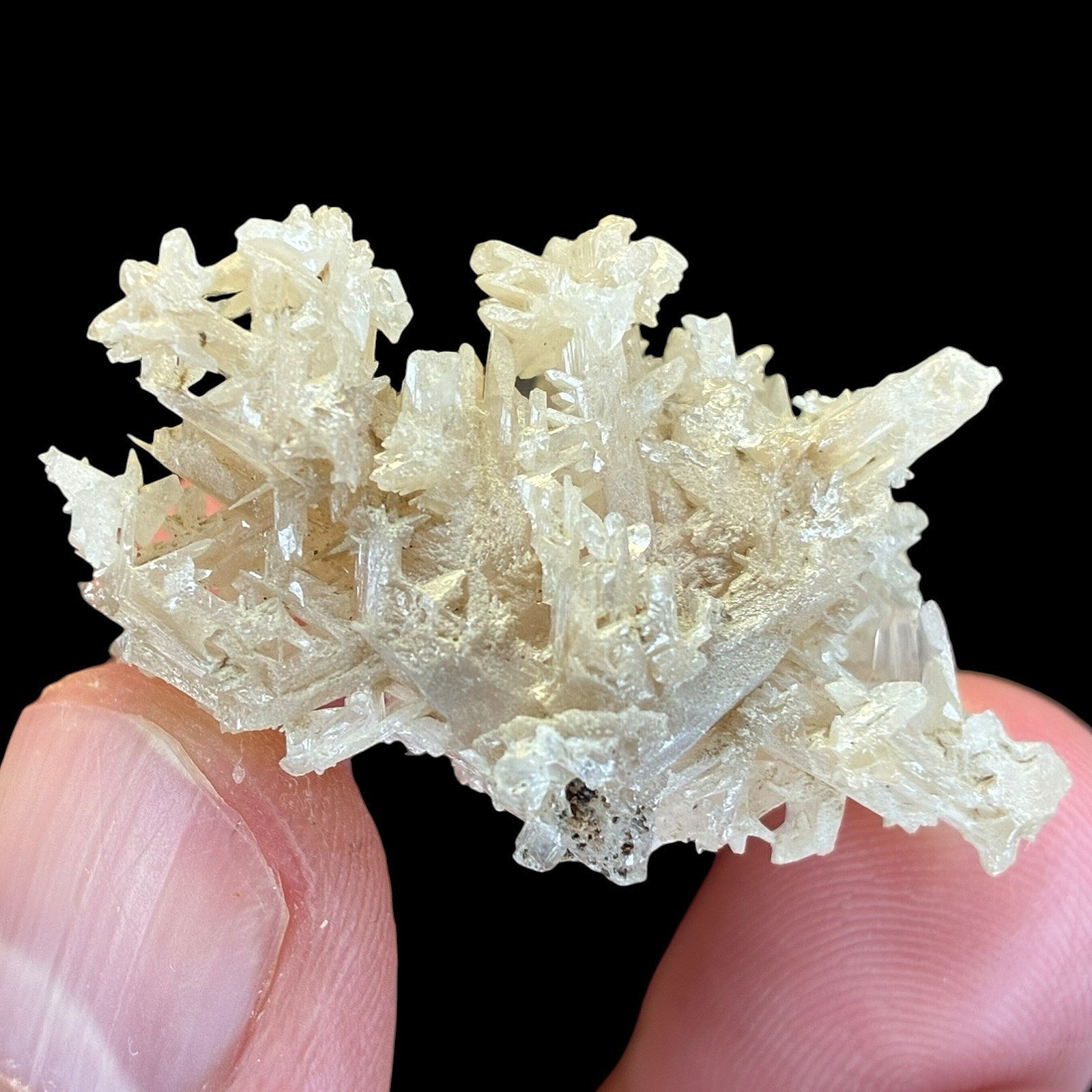 Snowflake Cerussite Twin Crystal Cluster on Galena Matrix Mineral Display Specim