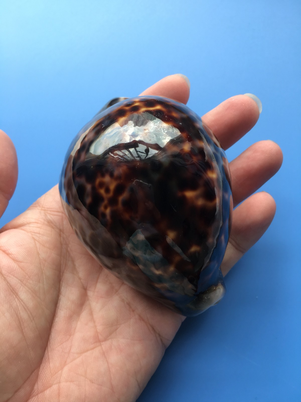 91.4mm | Cypraea Tigris | F+++ GEM | Special BROWN PURPLE color | Nice shell