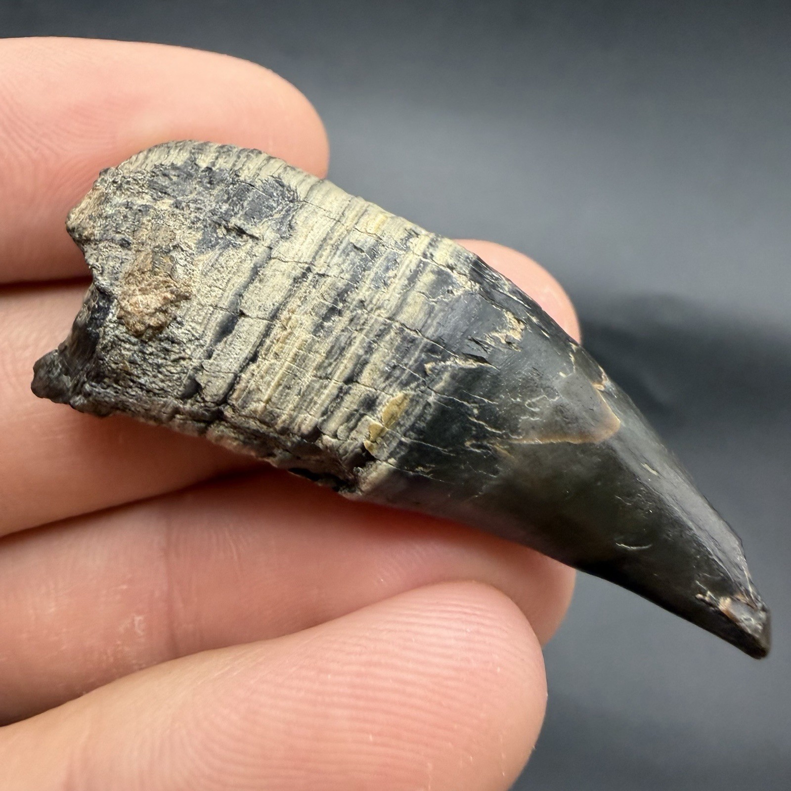 RARE Fossil Sperm Cetacean Tooth Venice Florida Marine Mammal Tooth 1.93”