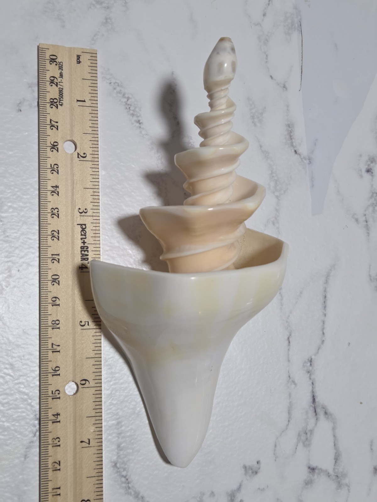 Syrinx Aruanus Australian Trumpet Conch Seashell Sea Shell Spiral Cut