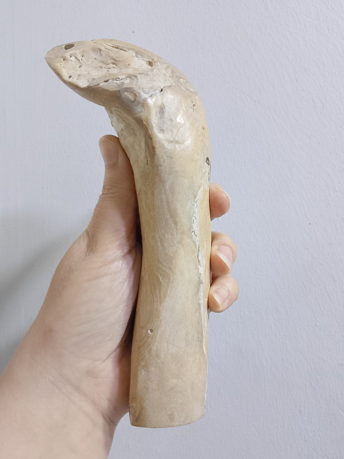 Genuine Very Rare Golden, Coral Branch 435 g Natural Specimen for jewelry 19,5cm