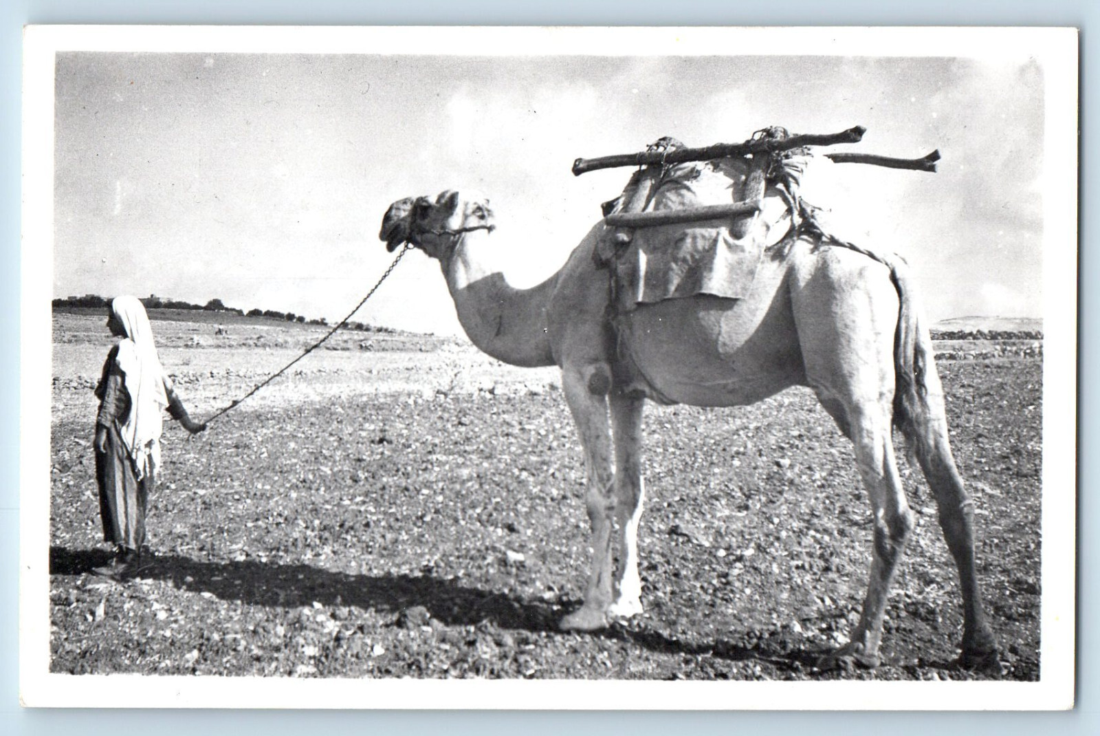 Bethlehem Palestine Postcard A Wondering Camel PJT Photo c1940\'s RPPC Photo