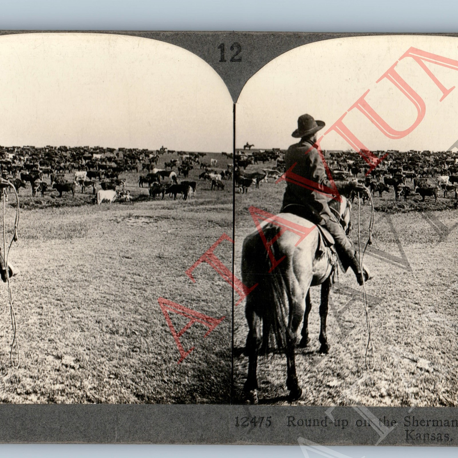 c1900s Geneseo, Kansas Sherman Ranch Cowboy Cattle Real Photo Stereoview Cow V45