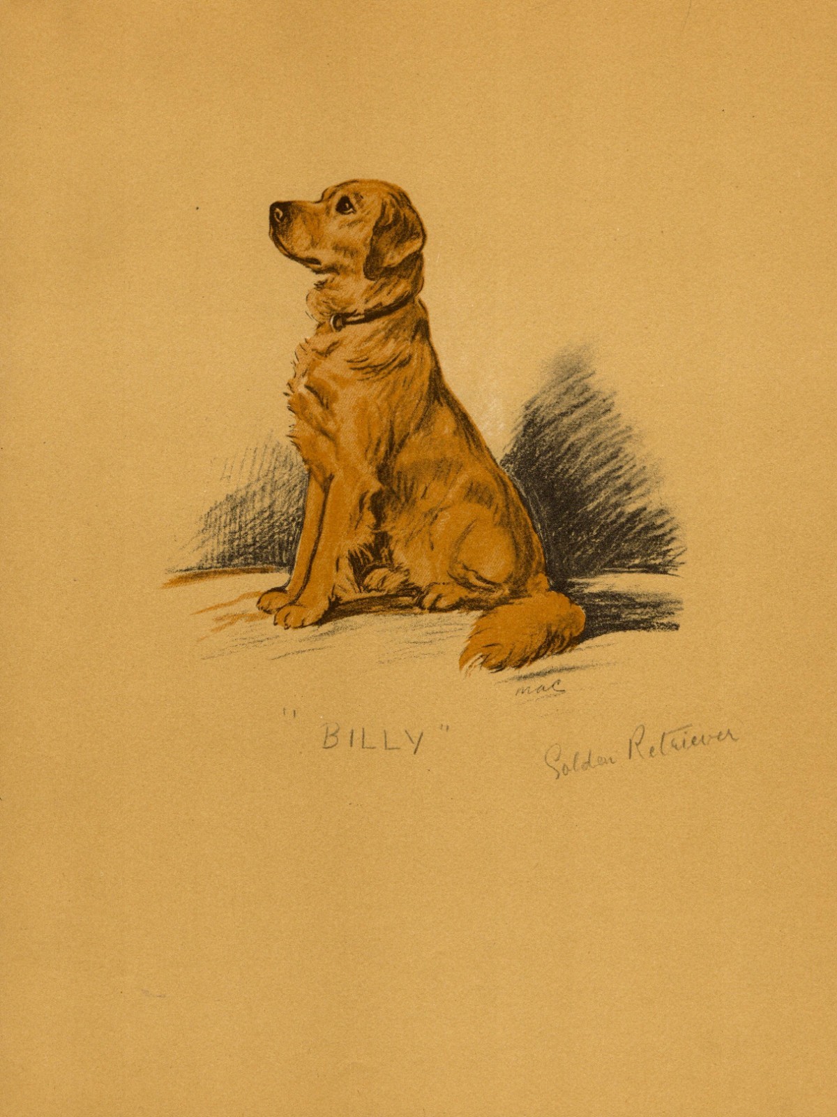 1930s Vintage Lucy Dawson Golden Retriever Print Golden Retriever Art 7115k