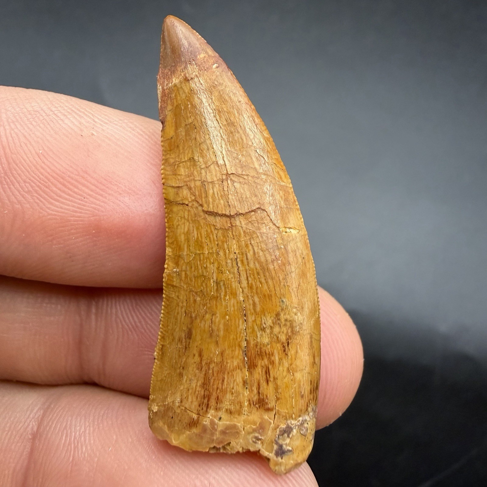 Fossil Dinosaur Tooth 1.54” Charcharodontosaurus  T Rex Relative