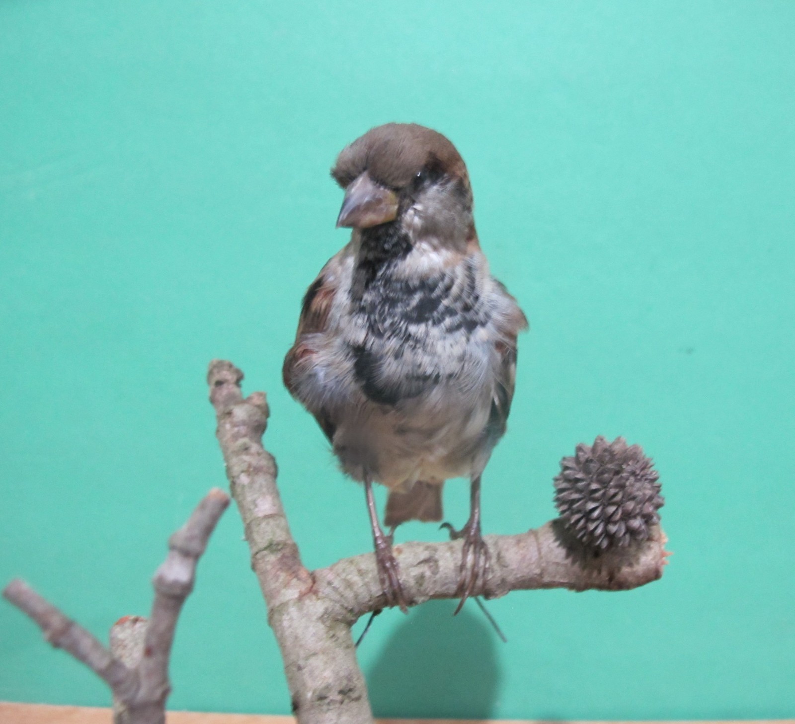 Perched Sparrow Real Bird Taxidermy Mount