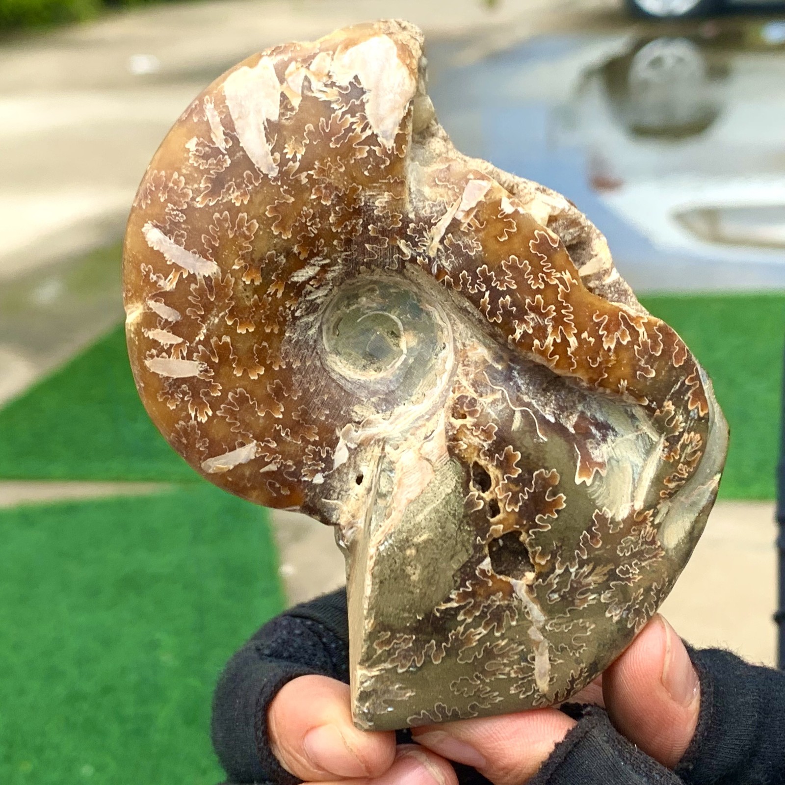 217G Rare Natural Tentacle Ammonite Specimen  Healing Madagascar