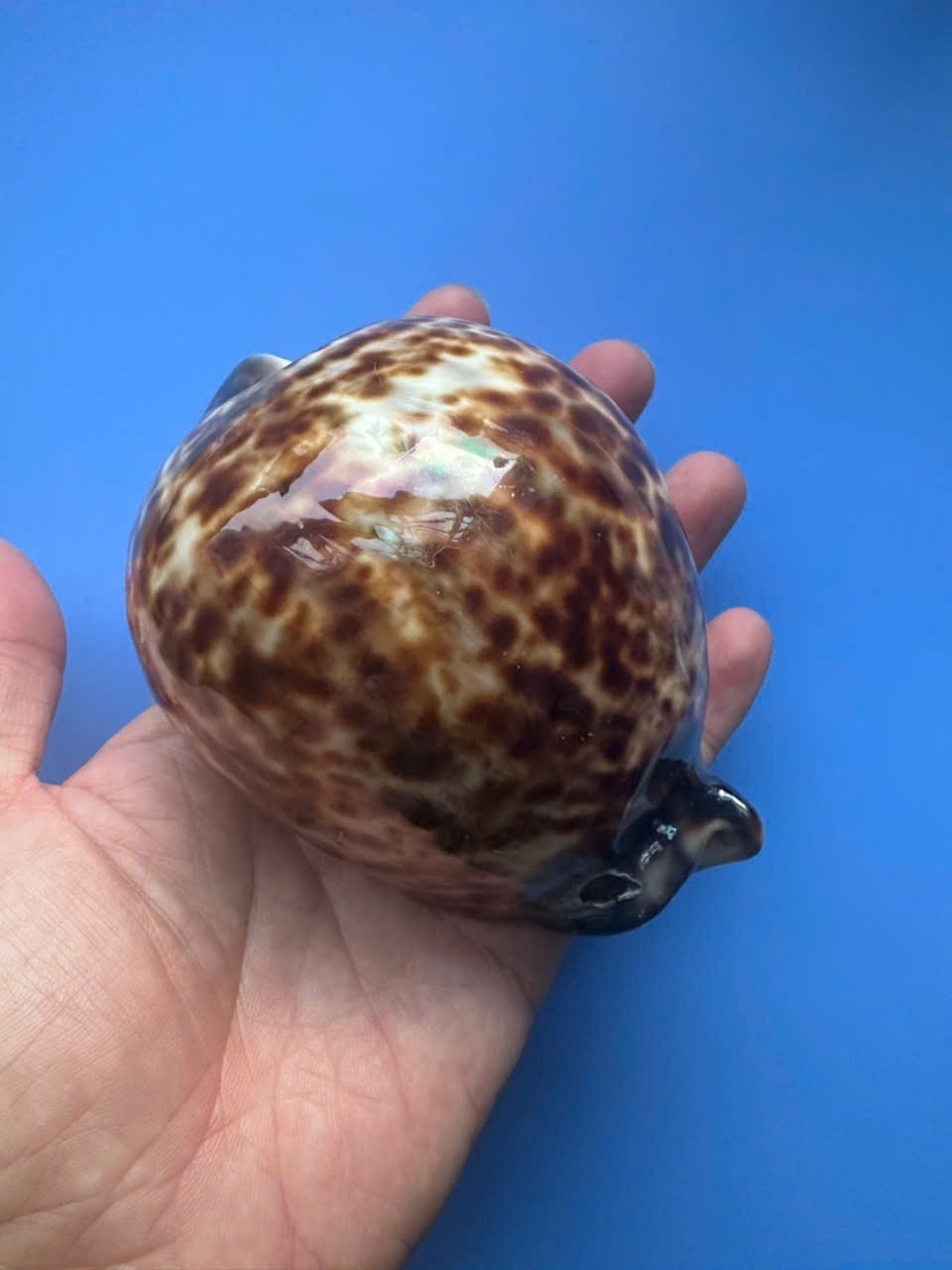 110.2mm | Cypraea Tigris | MARVEL | GIANT size | BROWN color