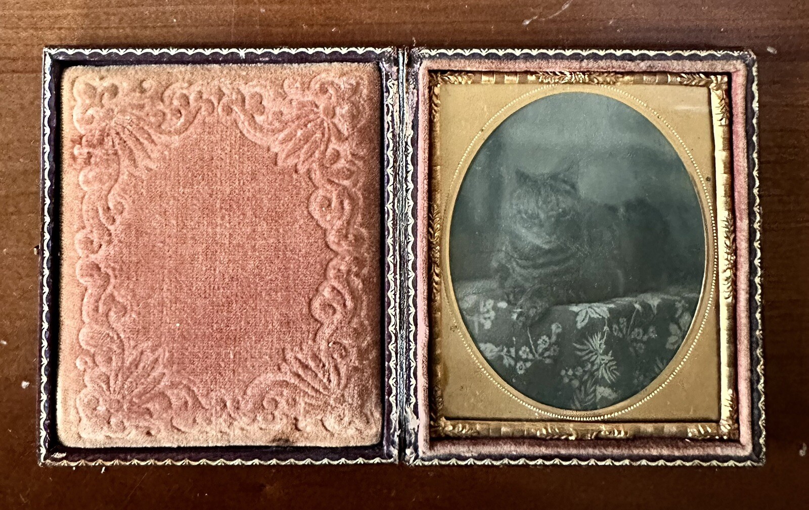 TABBY CAT ANTIQUE TINTYPE PHOTO 1850s CASE ORIGINAL 1800s RARE KITTEN