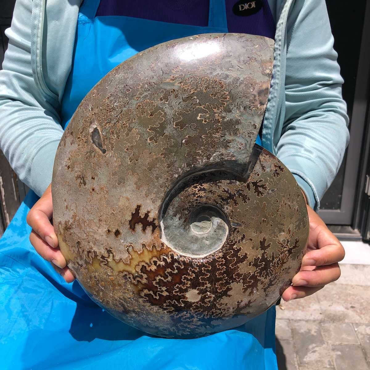 10.64 LB Natural Ammonite Fossil Polished Whole Specimen Home Office Decor