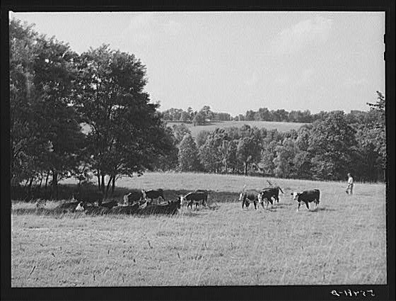 Photo:Lexington Kentucky 1900s Hereford Cattle on Russell Spear Farm