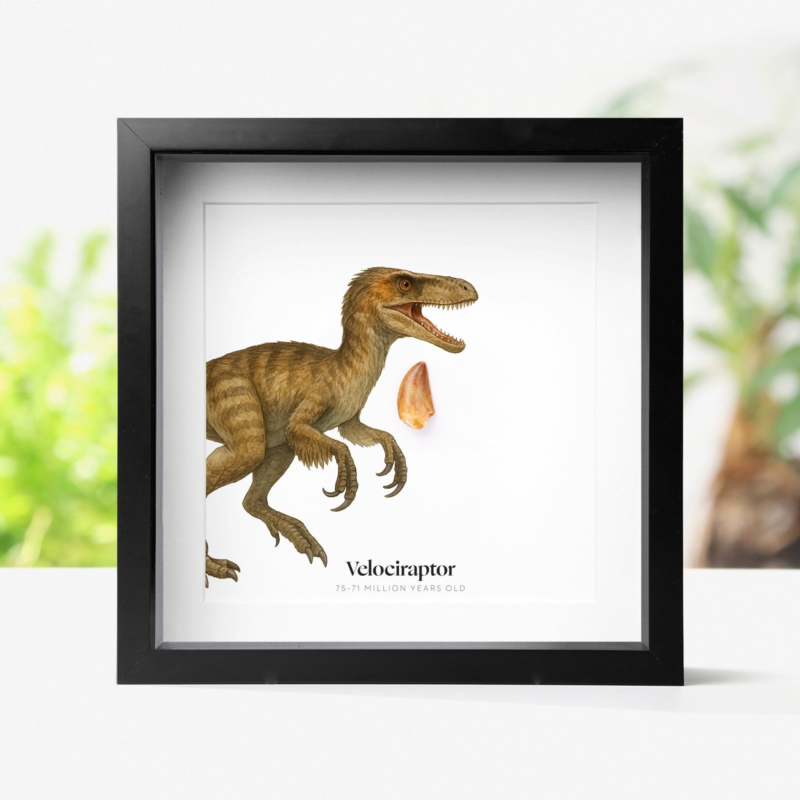 Velociraptor Raptor Tooth & Watercolour Illustration Dinosaur Fossil Box Frame