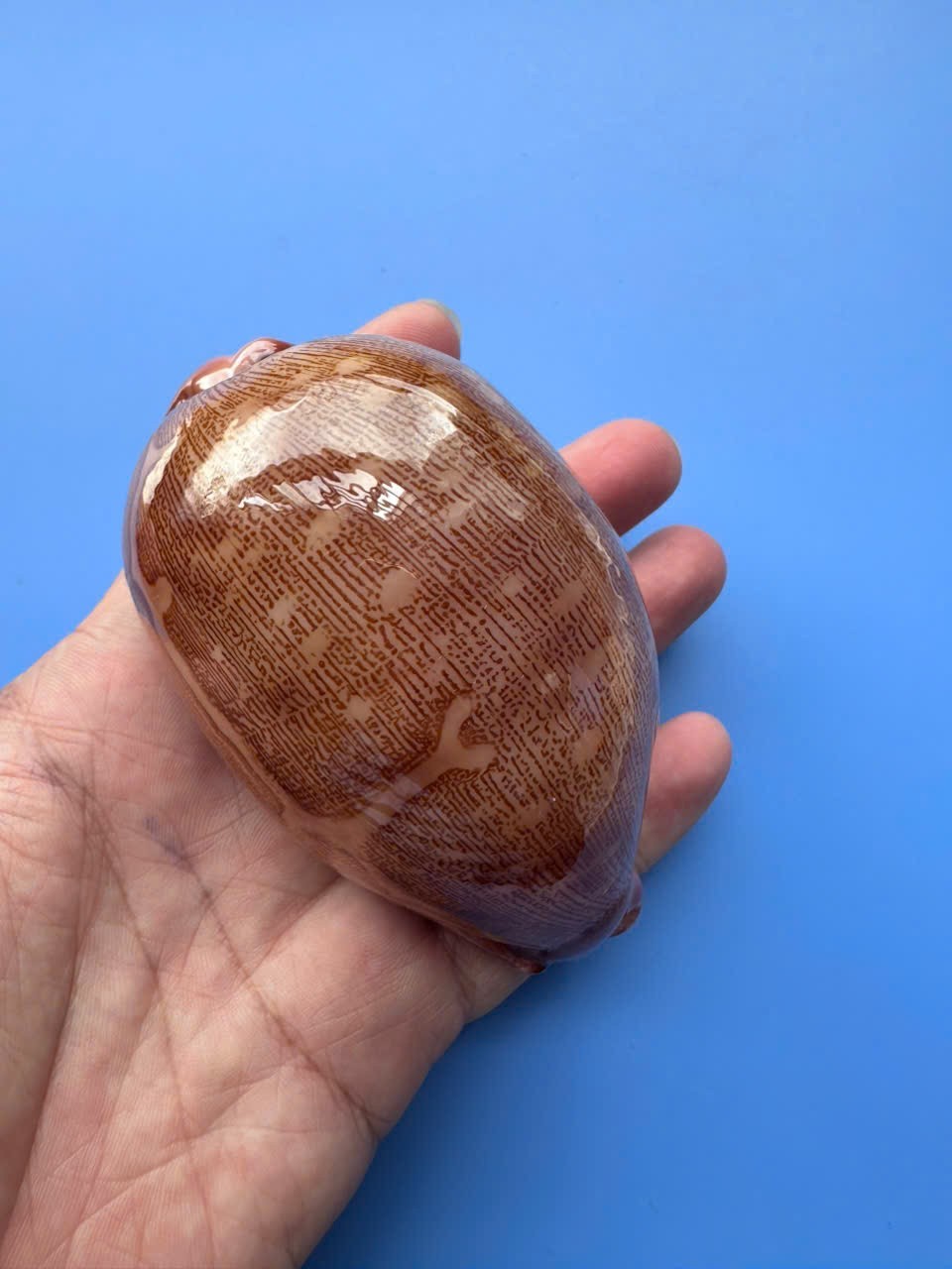 96.2mm | Cypraea mappa |F++ to F+++ | SUPER GIANT size| PINK base | RARE