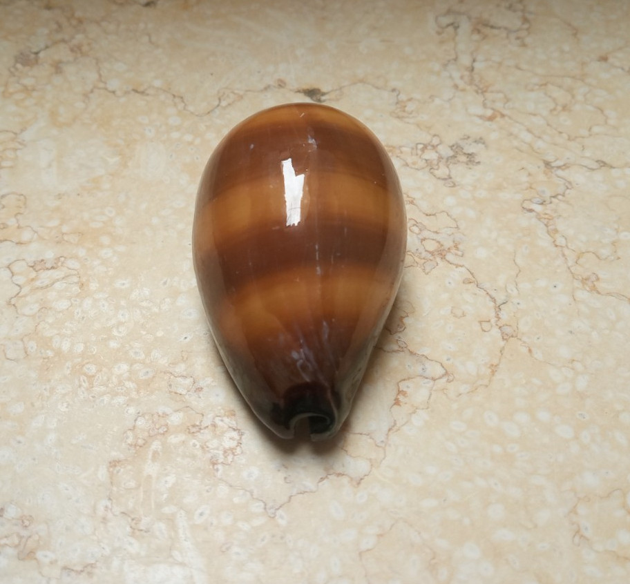 F cypraea exusta dark HUGE SIZE 86.3mm F+++ red sea shell super natural glossy