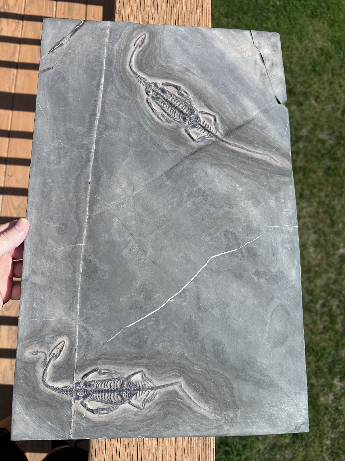 Large Triple Keichousaurus Mortality Plate - Fossil Keichousaurus -lizard fossil