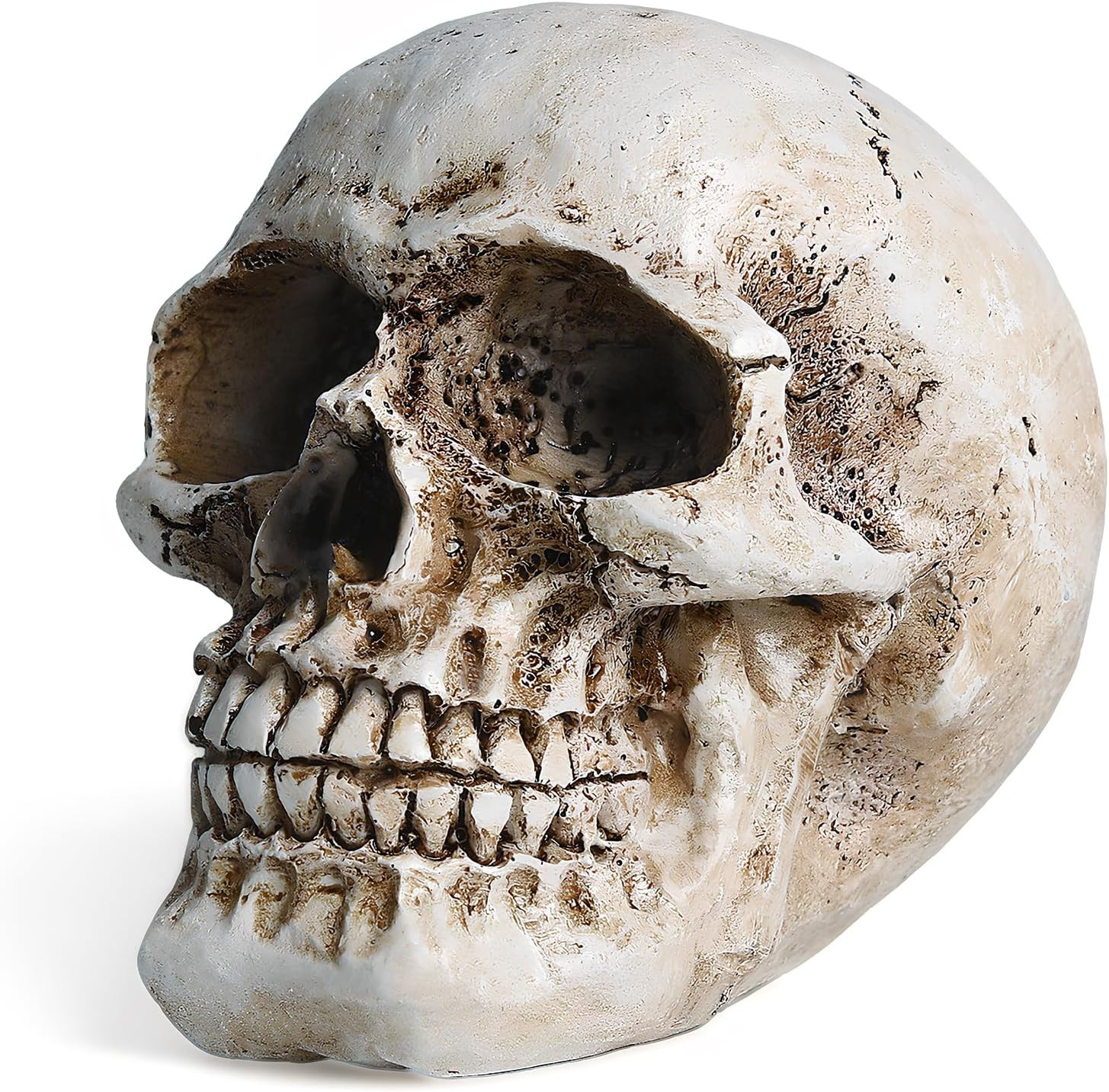Skull Decor, Resin Realistic Skeleton Head Statue for Halloween, Fake Human Bone