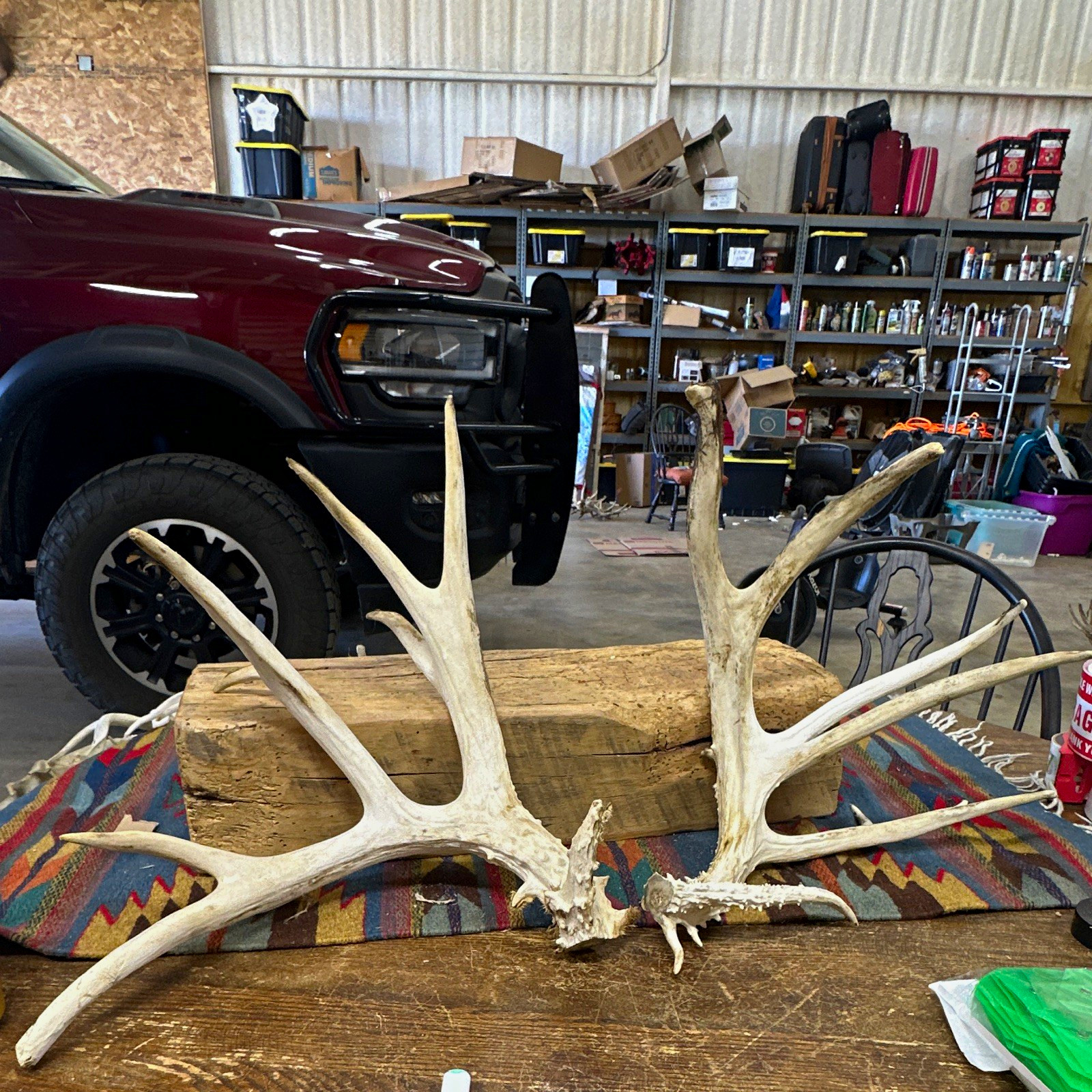 24 pt matDeer Antler cut offs #1103