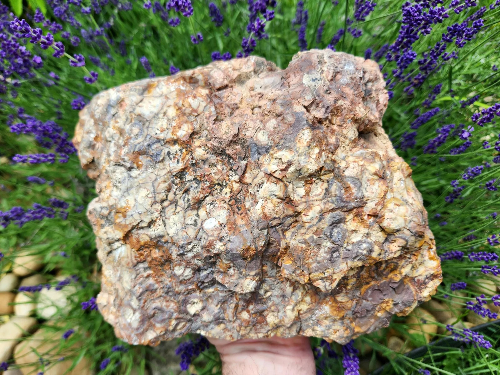 XL 14-lb Bird's Eye Rhyolite, Rough Rhyolite Jasper (6,396g) Ideal for Lapidary