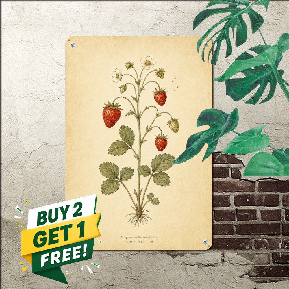 vintage botanical strawberry illustration centered single plant specimen