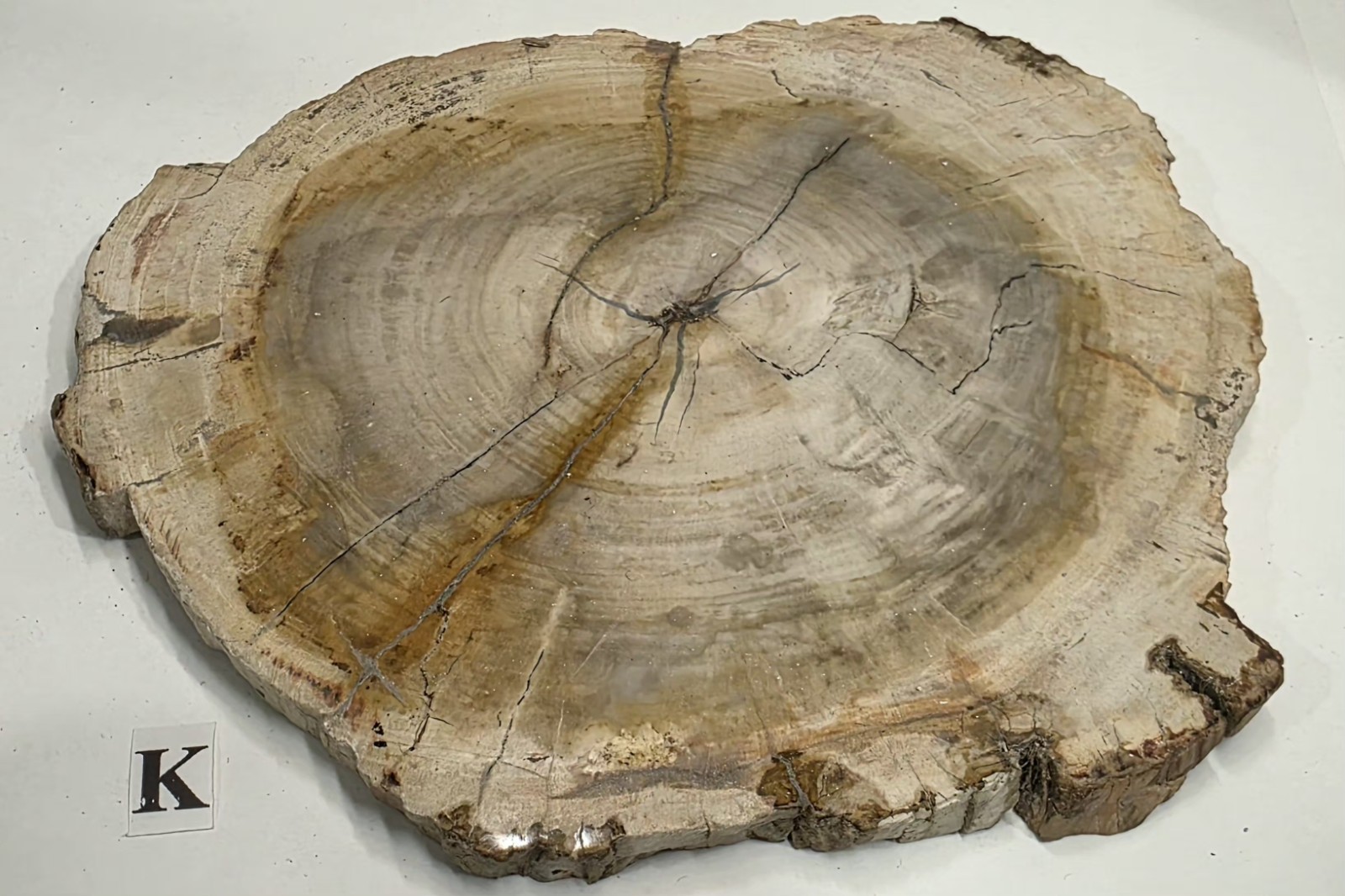 Full Bark Petrified Wood Slab Polished Both Sides #K