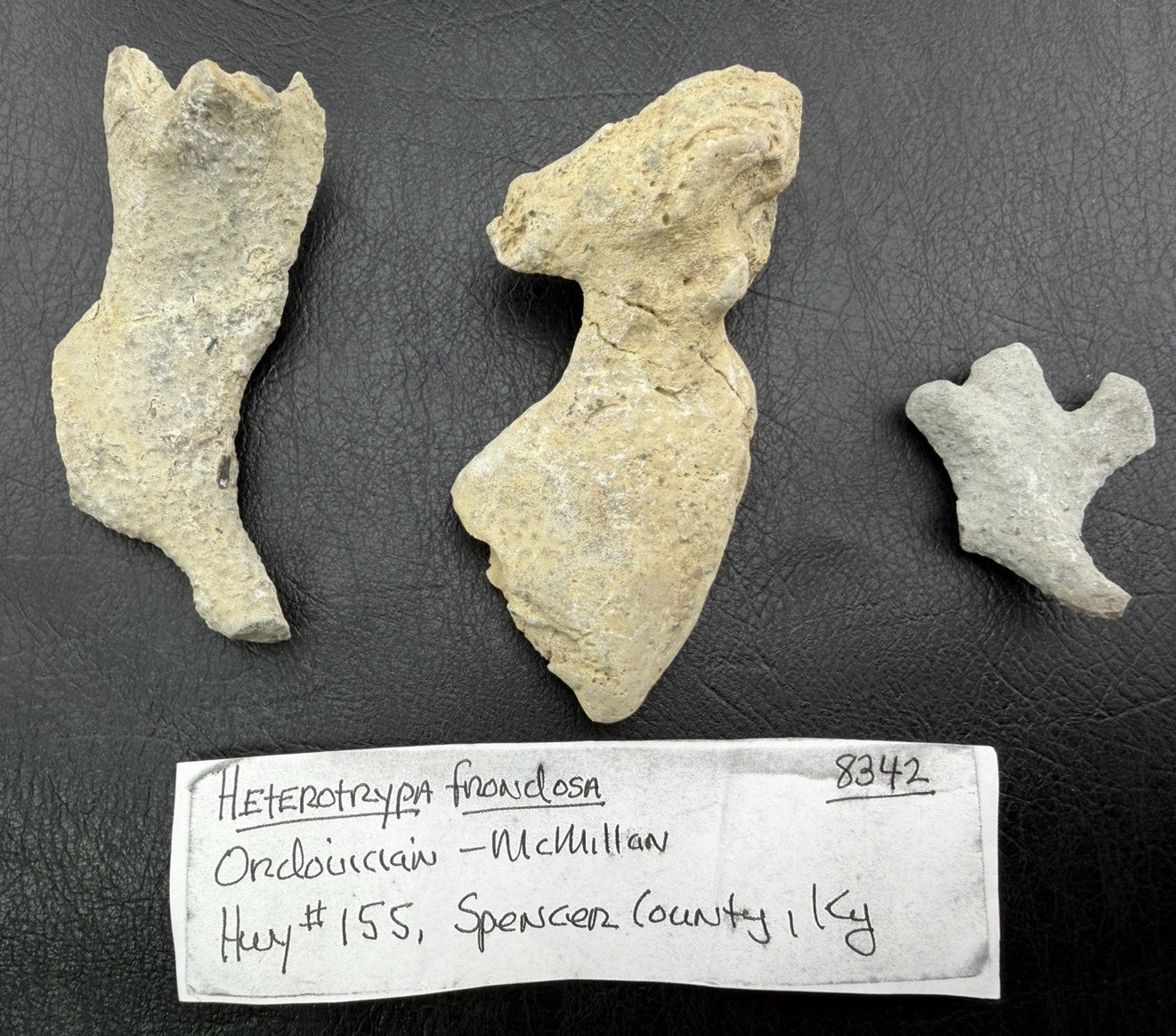 Dinosaur Bone Fragments from Kentucky, USA