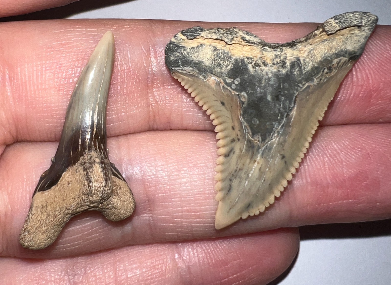 GEM HUGE HEMIPRISTIS Fossil Shark Teeth Lot of 2 Megalodon Era 1.55 and 1.29 IN