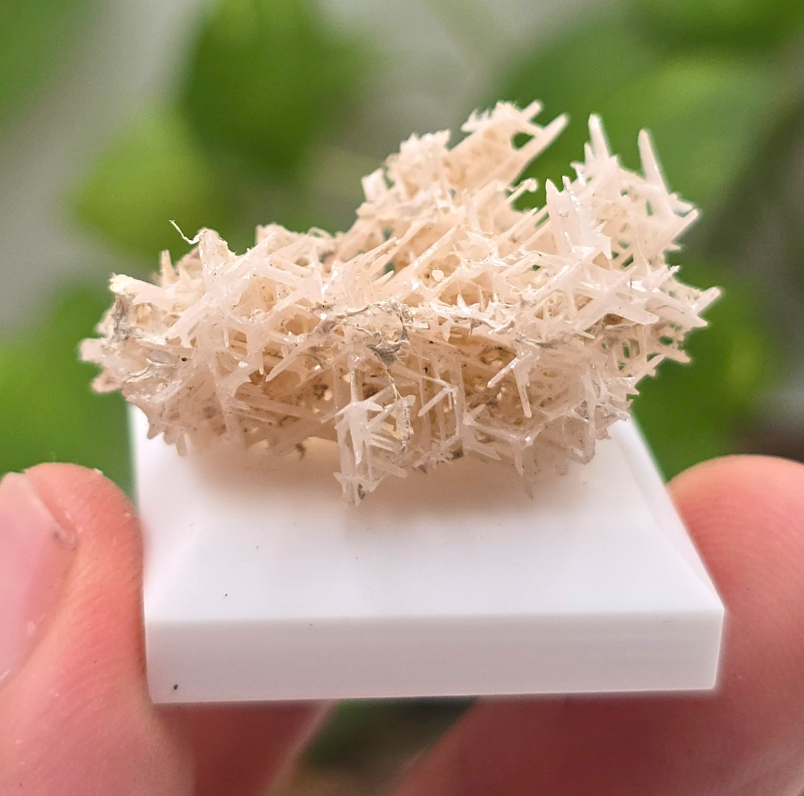 Reticulated Cerussite ~ Crystal Cluster Mineral Specimen on Display Base