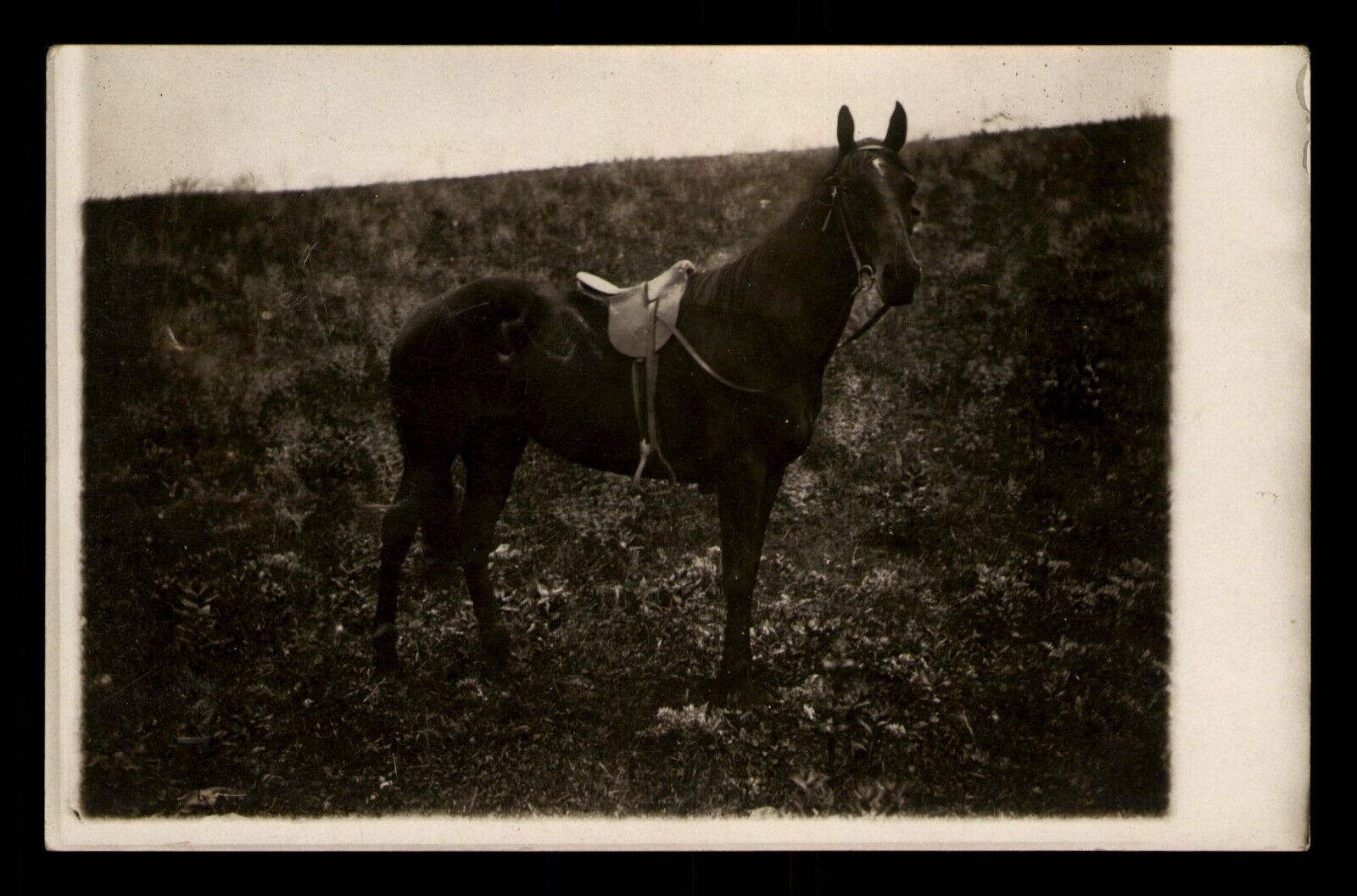 RPPC Horse and Saddle Postcard Geneseo Kansas KS