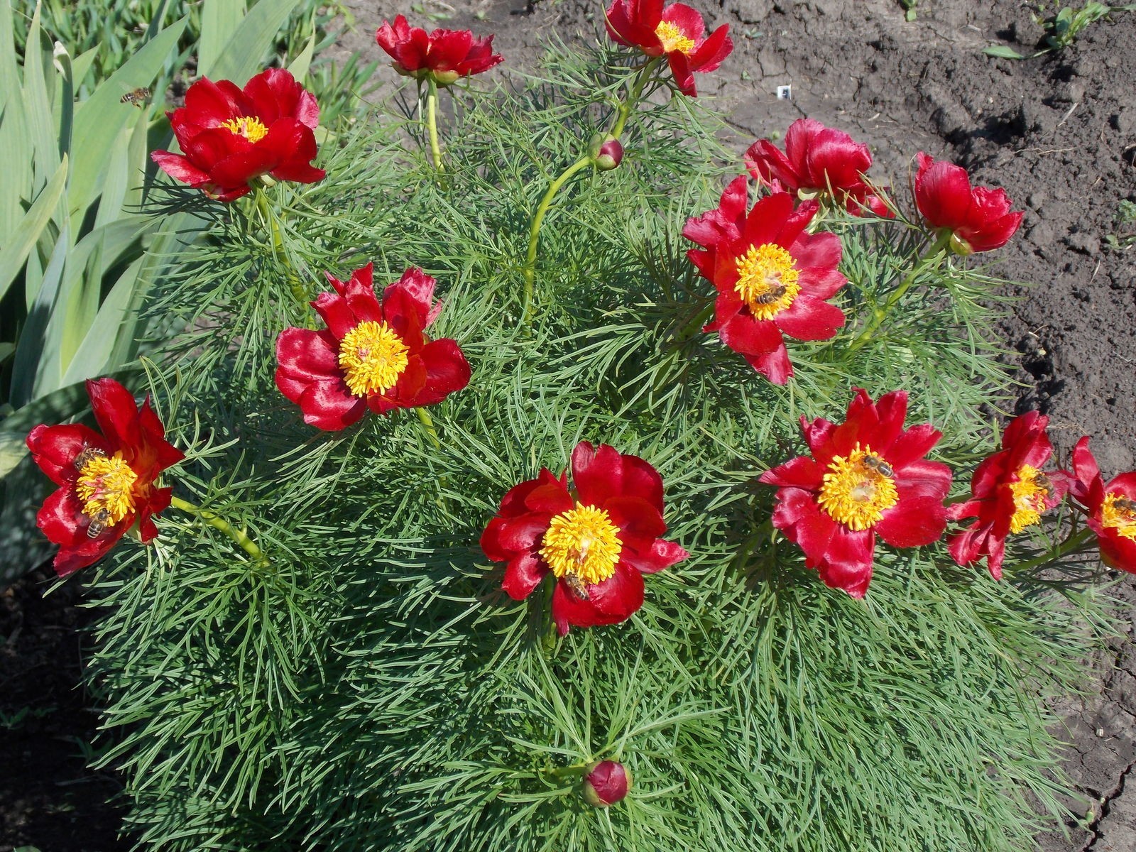 Paeonia tenuifolia 5 Seeds | Fernleaf Peony | Hardy Perennial Flower