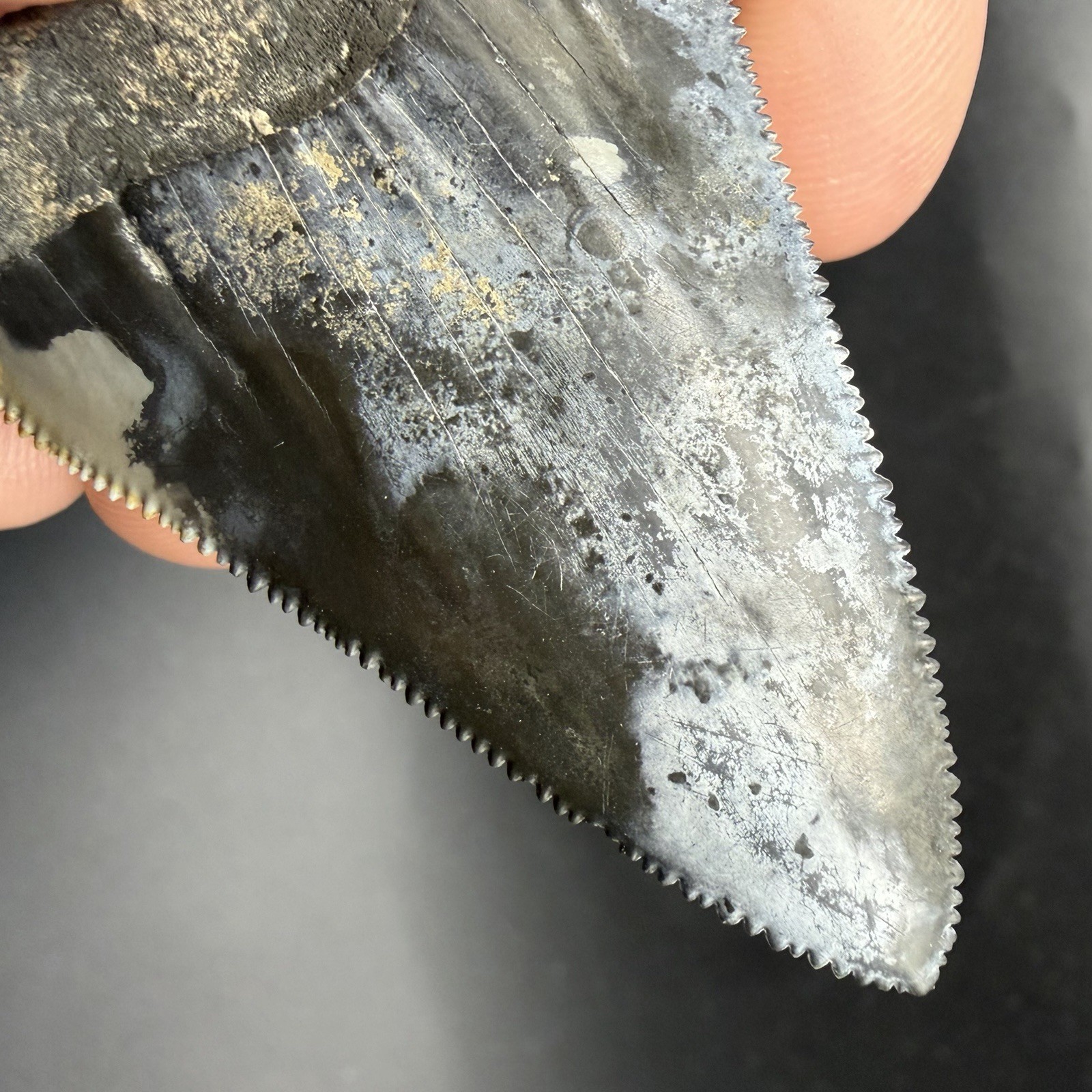 Great White Shark Tooth Florida 2.50” All Natural No Repair Or Restoration