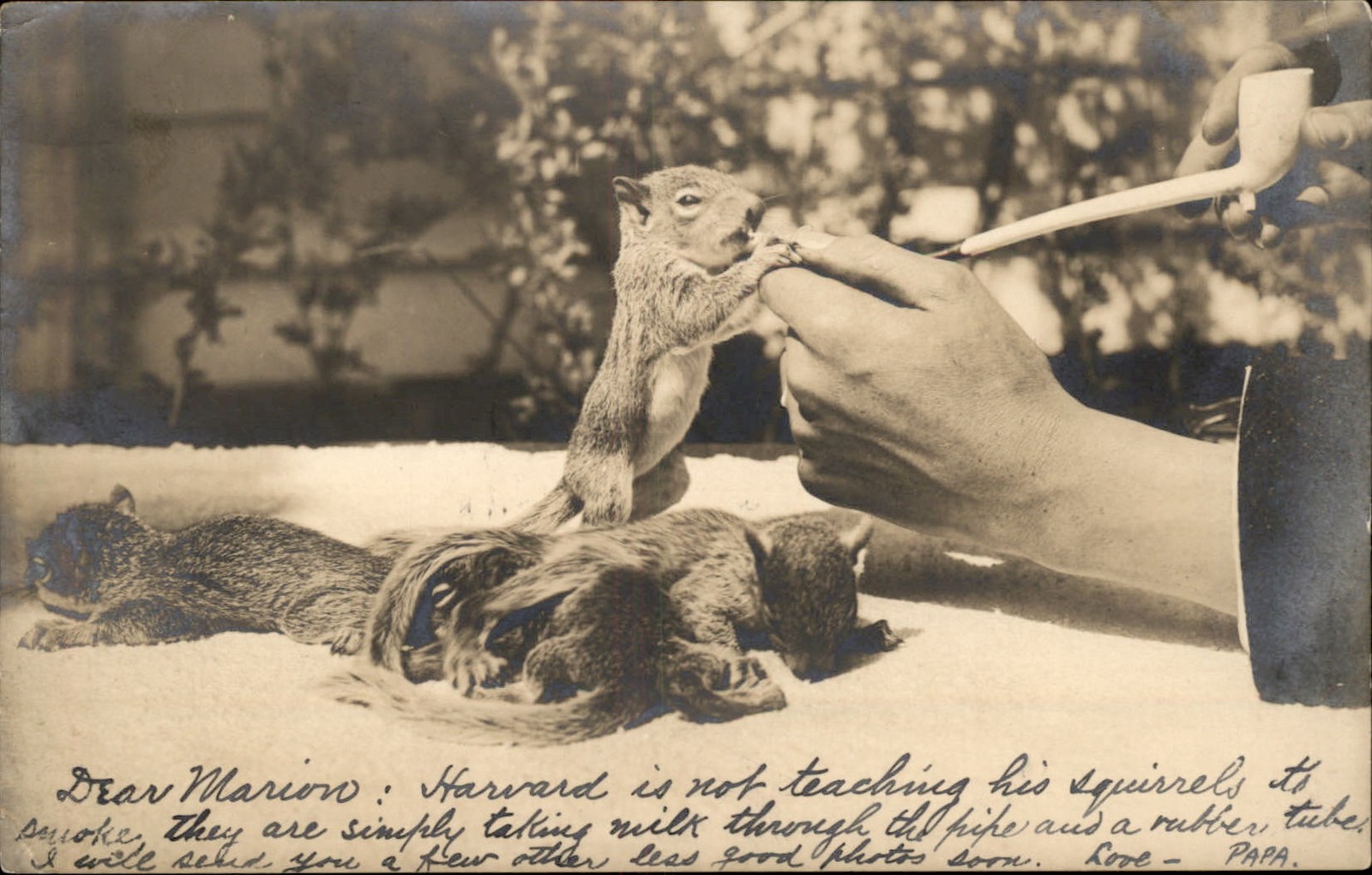 Squirrels Fed Through Tobacco Pipe Amateur Nature GREAT RPPC c1907 Postcard bhn