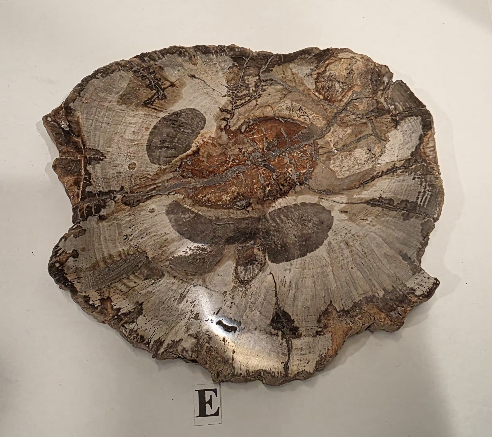 Full Bark Petrified Wood Slab Polished Both Sides #E